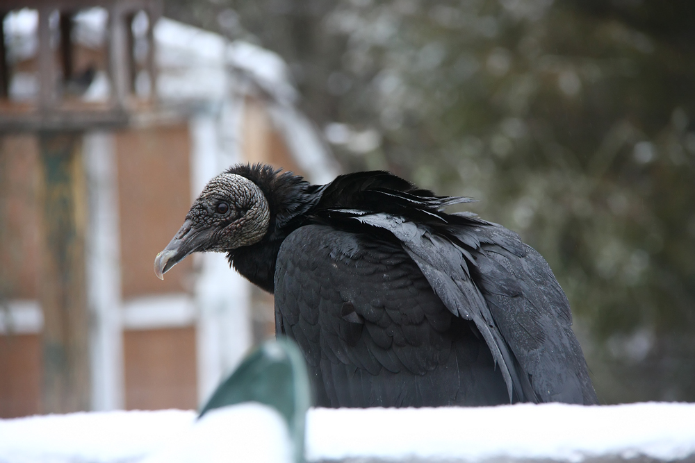 Black Vulture