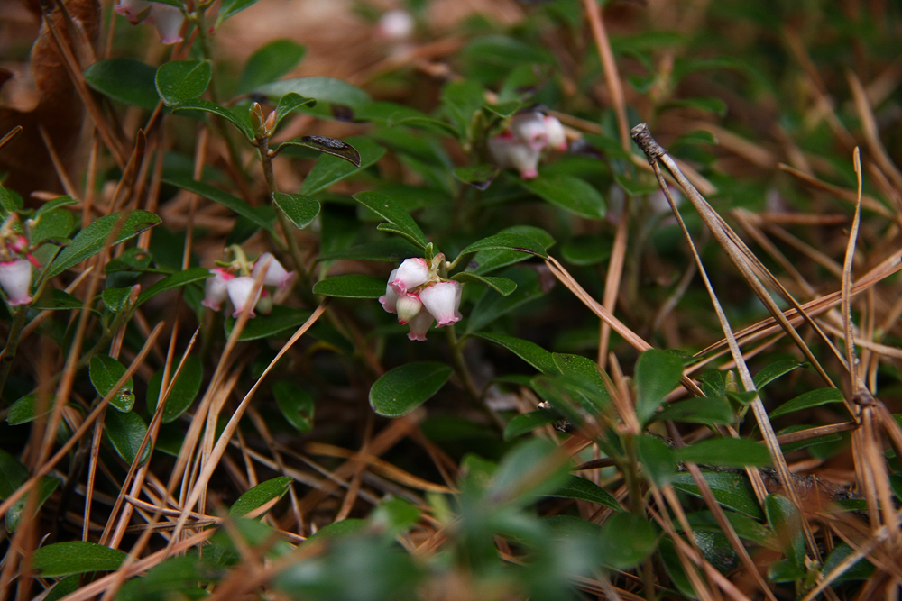 Arctostaphylos uva-ursi- Bearberry