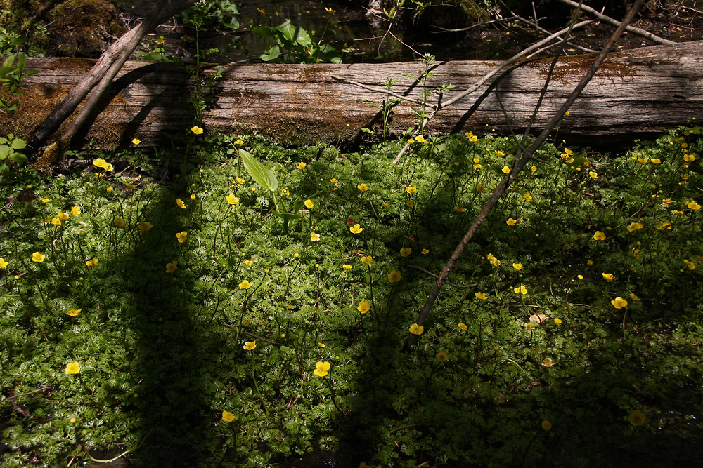 Ranunculus flabellaris- Yellow Water Buttercup