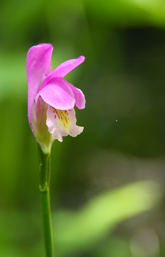 Arethusa bulbosa- Dragons Mouth Orchid