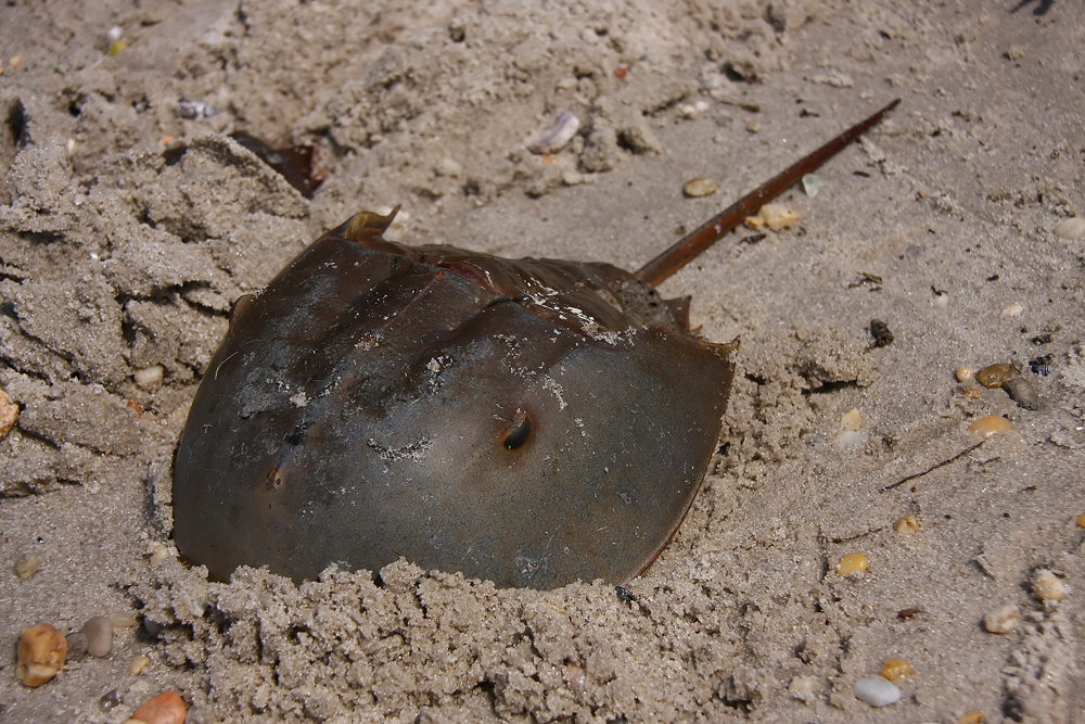 Horseshoe Crab