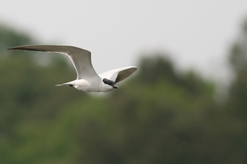 Gull-billed Tern