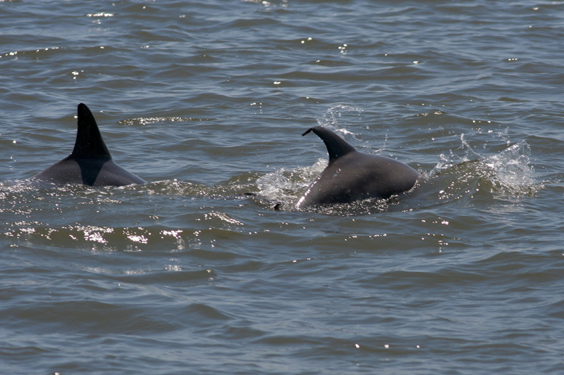 Bottlenose Dolphins