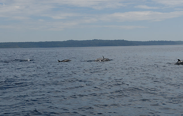 Pod of spotted dolphins
