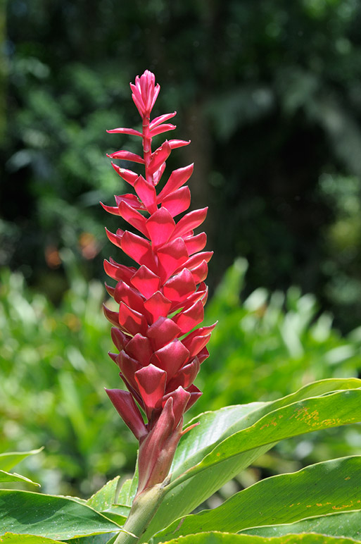 Ginger flower