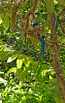 Resplendent Quetzal - male