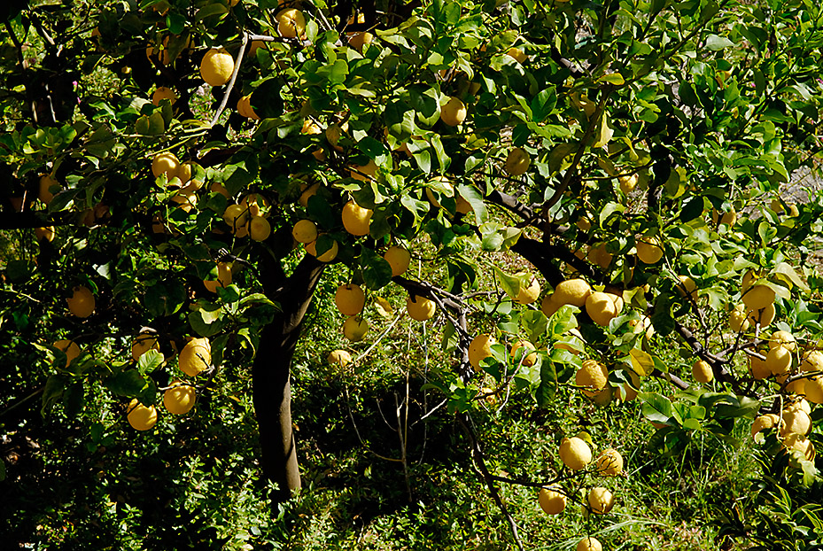 Lemon tree