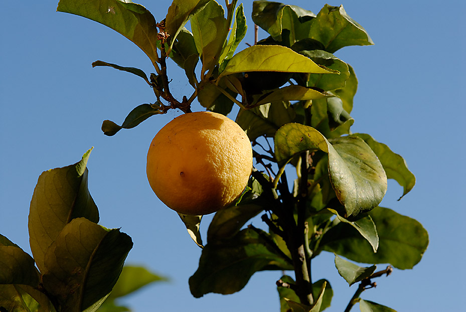 Limone