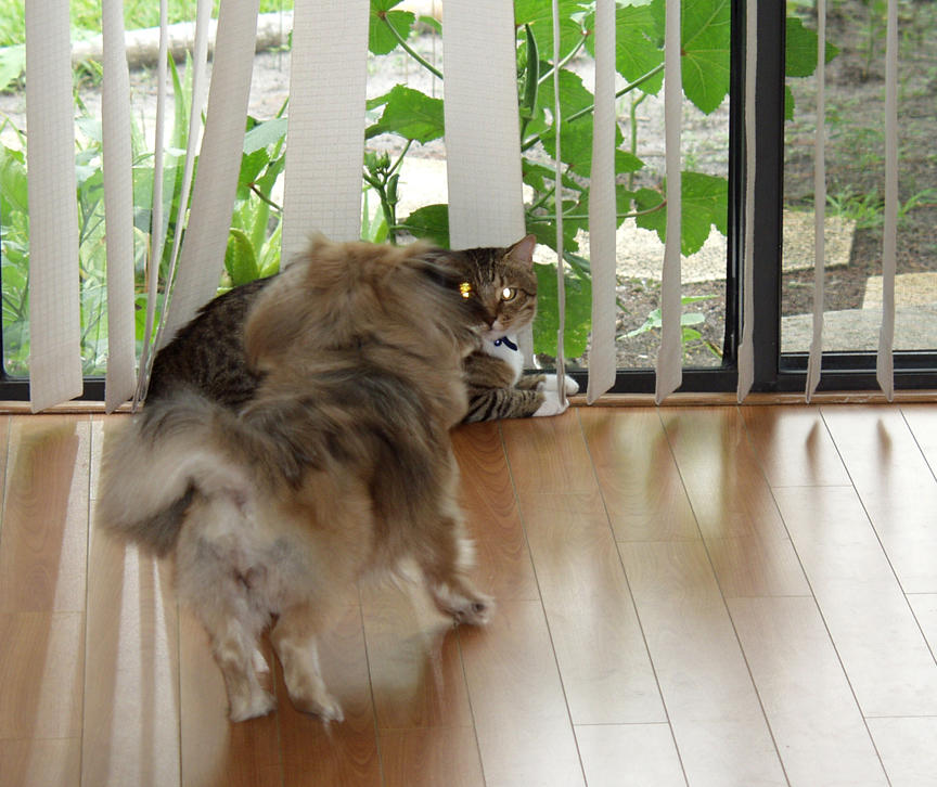 Precious On The Attack...