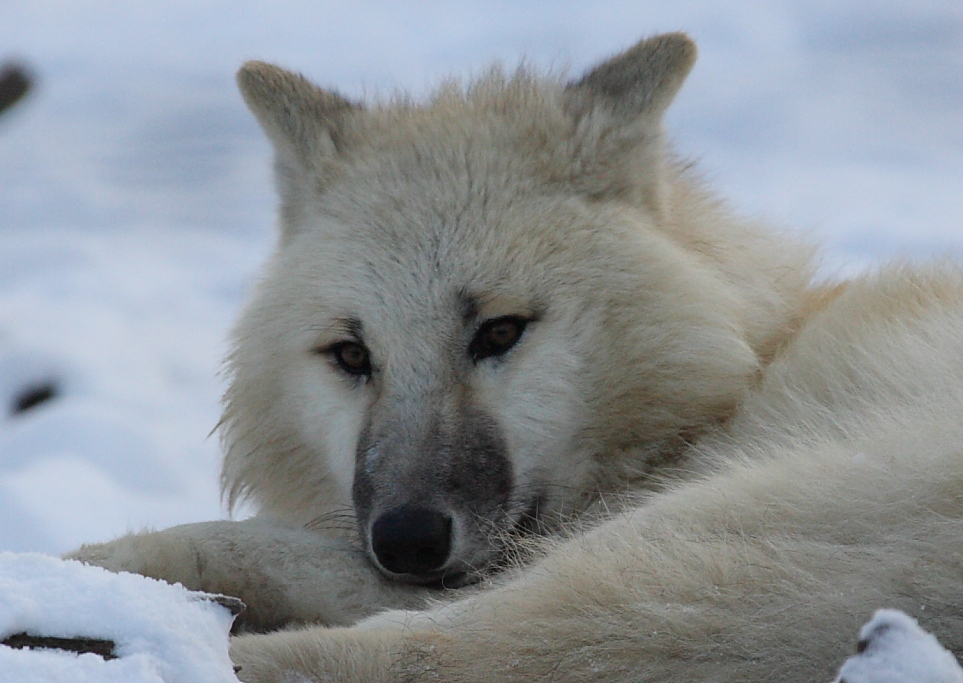 Arktischer Wolf