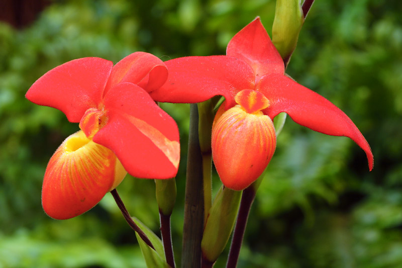 Orchides_7417w.jpg