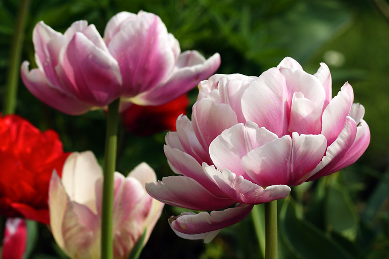 Pivoine_7585w.jpg