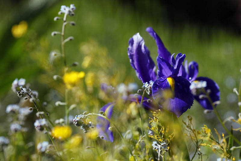 Beaut du printemps_1909r.jpg
