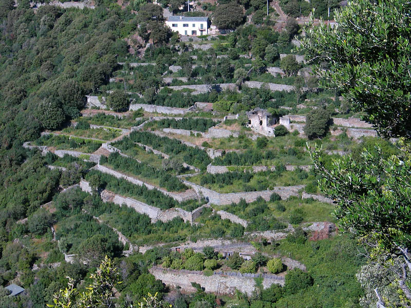 Nonza Culture en terrasse_8903r.jpg