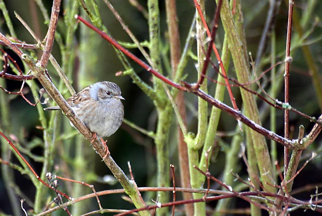 Moineau domestique_8296rc.jpg