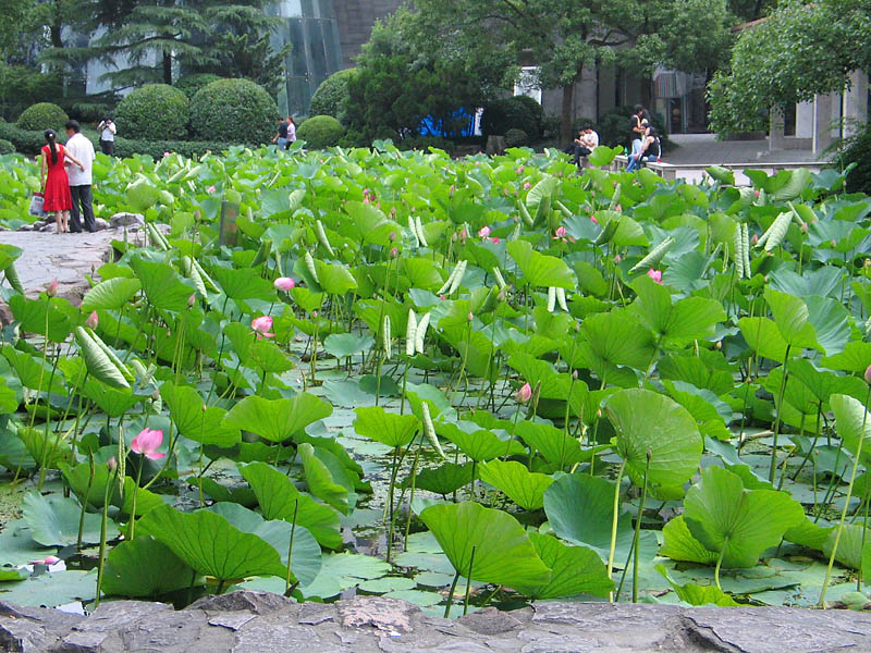 Shangha Jardin aux lotus_1508r.jpg