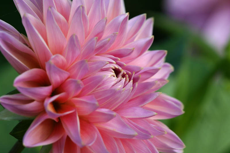 Dahlia_3789r.jpg