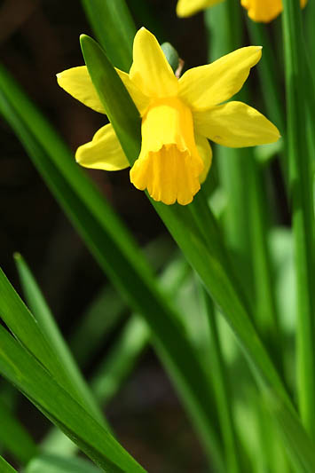 Narcisse appuy_4555r.jpg