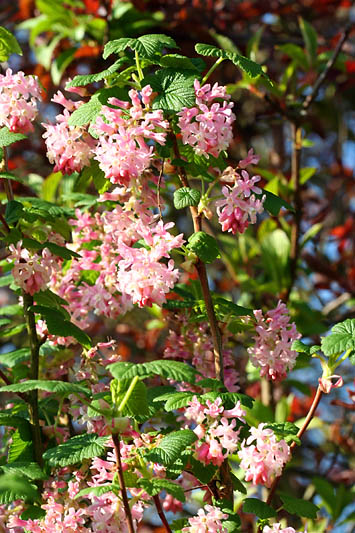 Groseiller a fleurs_4626r.jpg
