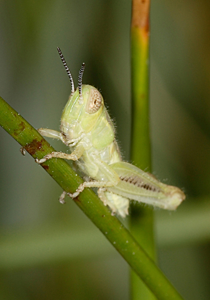 STP_3212.jpg