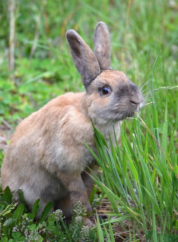 Rabbit
