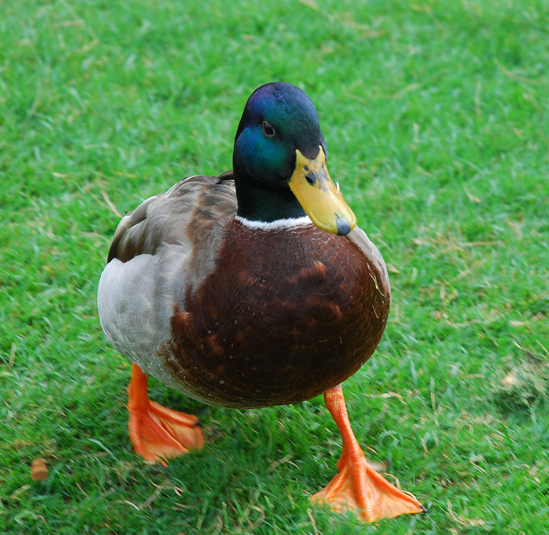 DSC_0160.jpg
