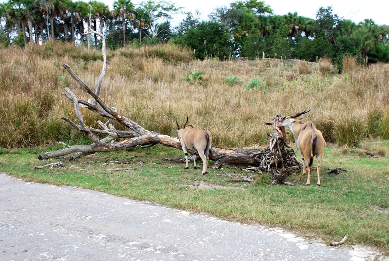 DSC_0018.jpg