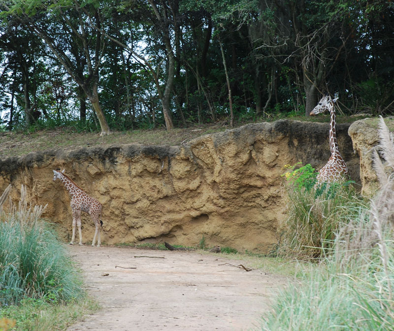 Baby giraffe and her mama