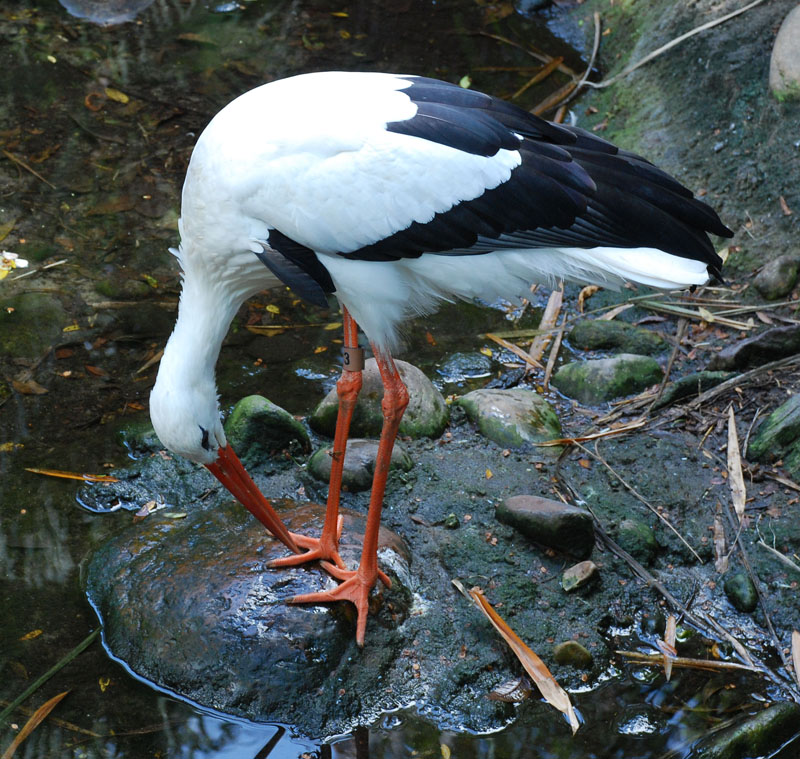 White stork
