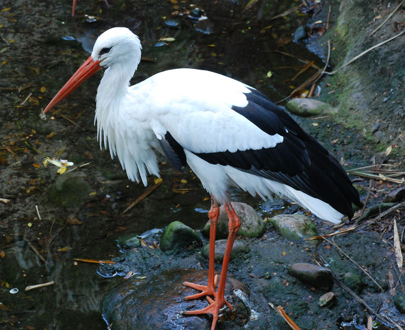 White stork