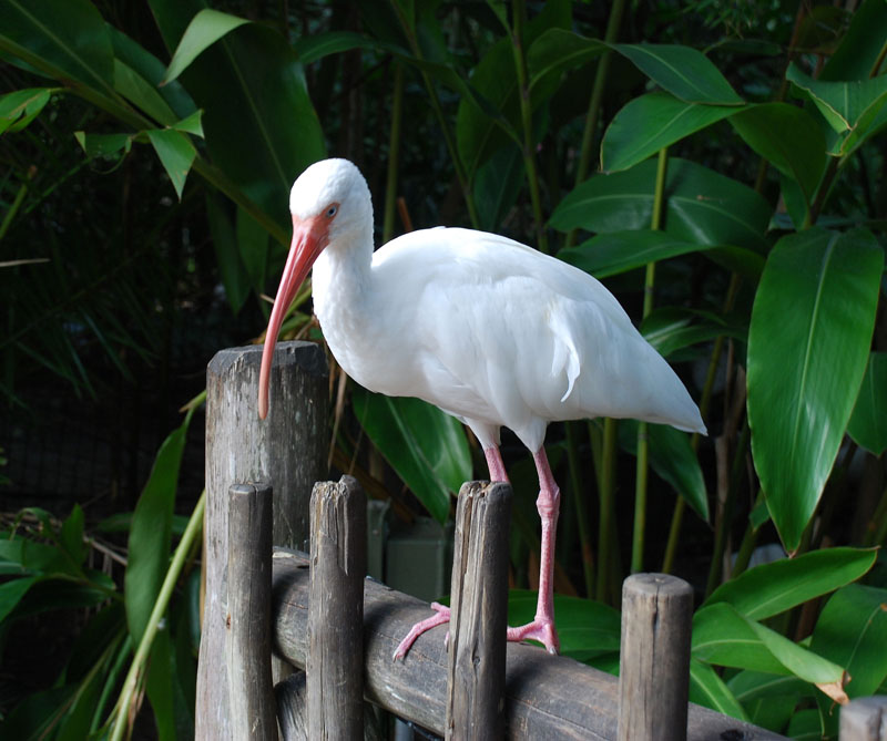 Ibis