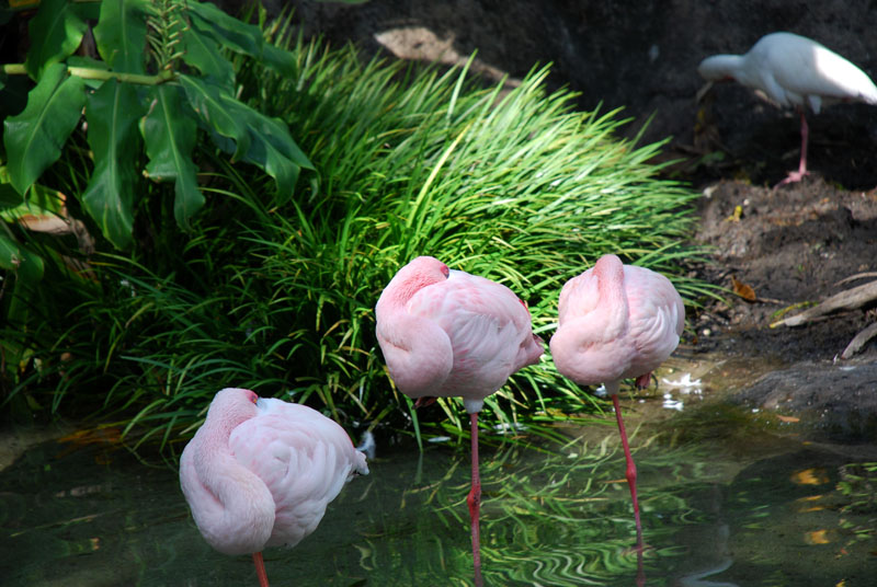 Lesser flamingo