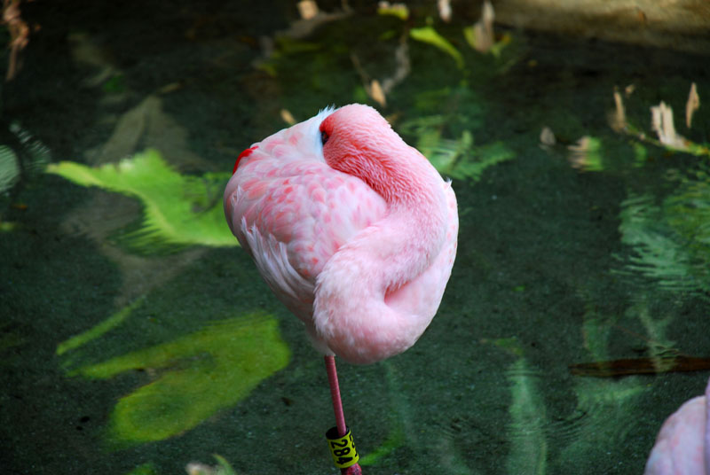 Lesser flamingo