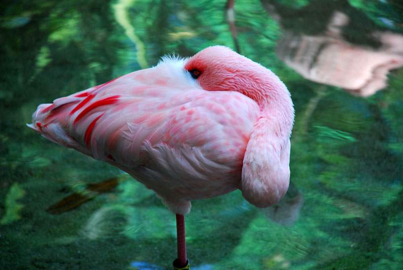 Lesser flamingo