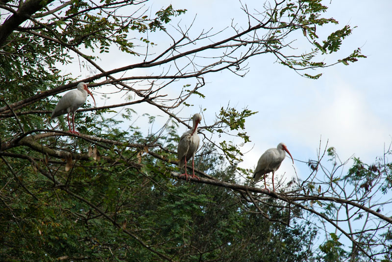 DSC_0442.jpg