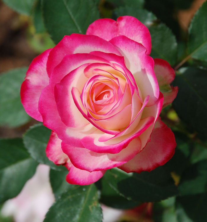 DSC_0100.jpg