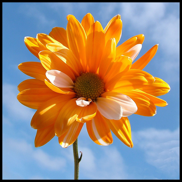 DSCF7579.JPG