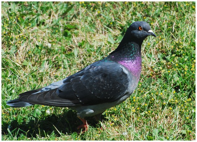 Pigeon
