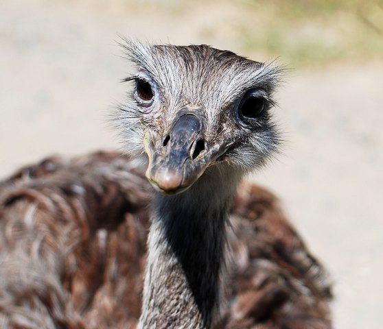 DSC_0213.JPG