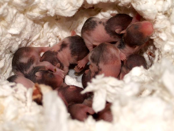 Five days old