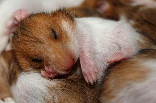 Two weeks old