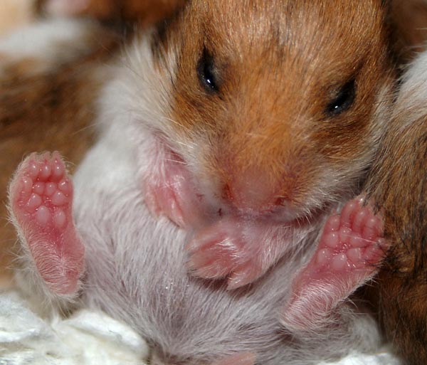 Two weeks old