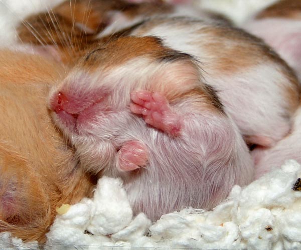 Two weeks old