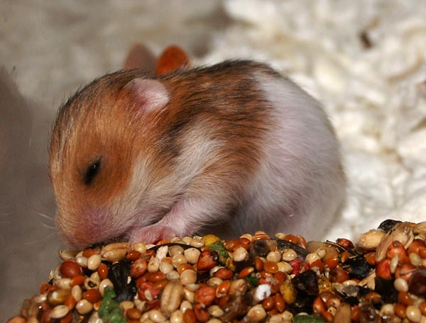 Two weeks old