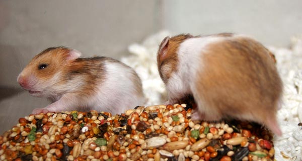Two and a half weeks old