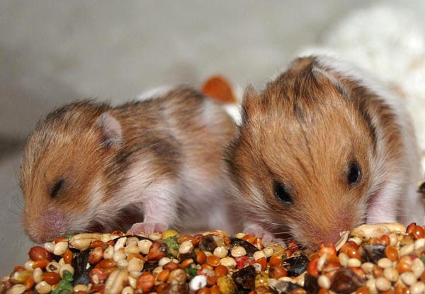 Two and a half weeks old