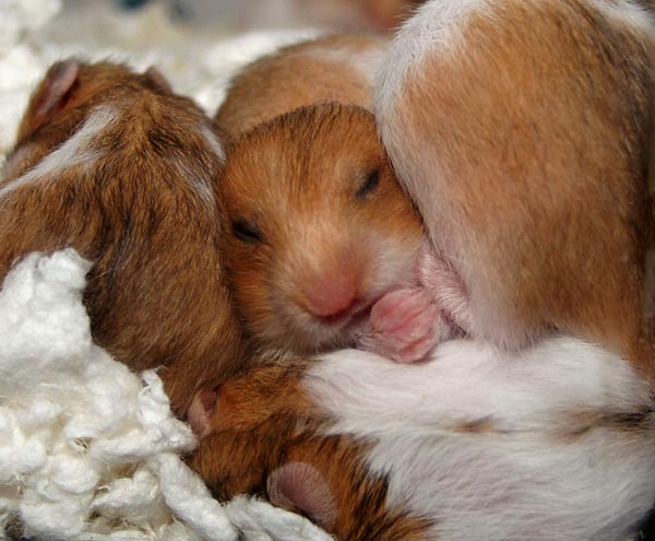 Two and a half weeks old