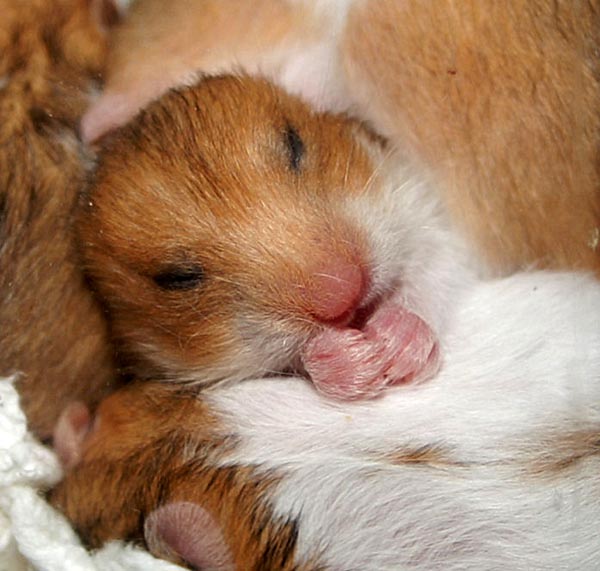 Two and a half weeks old