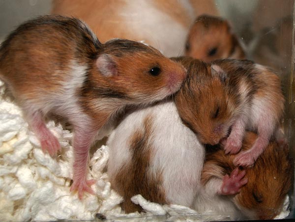 Two and a half weeks old
