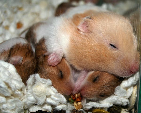 Two and a half weeks old with mama